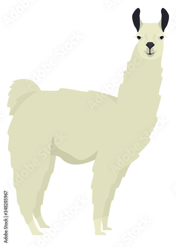 White llama Lama glama Flat vector illustration Isolated object