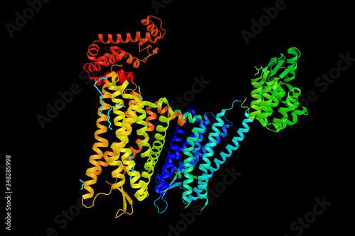 Human k-opioid receptor, a member of a group of inhibitory G protein-coupled receptors with opioids as ligands. Distributed widely in the brain, and are found in the spinal cord and digestive tract photo