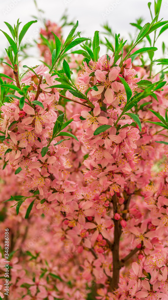 Fototapeta premium flowering Bush nut almond. almond flowers. Bush in flowers.photo