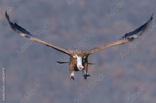 Griffon vulture in a detailed portrait  flying on a rock overseeing his territory