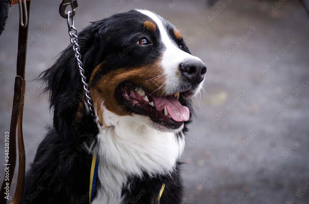 portrait of a dog shepherd looks directly stands on the grass among dandelions with his tongue hanging out