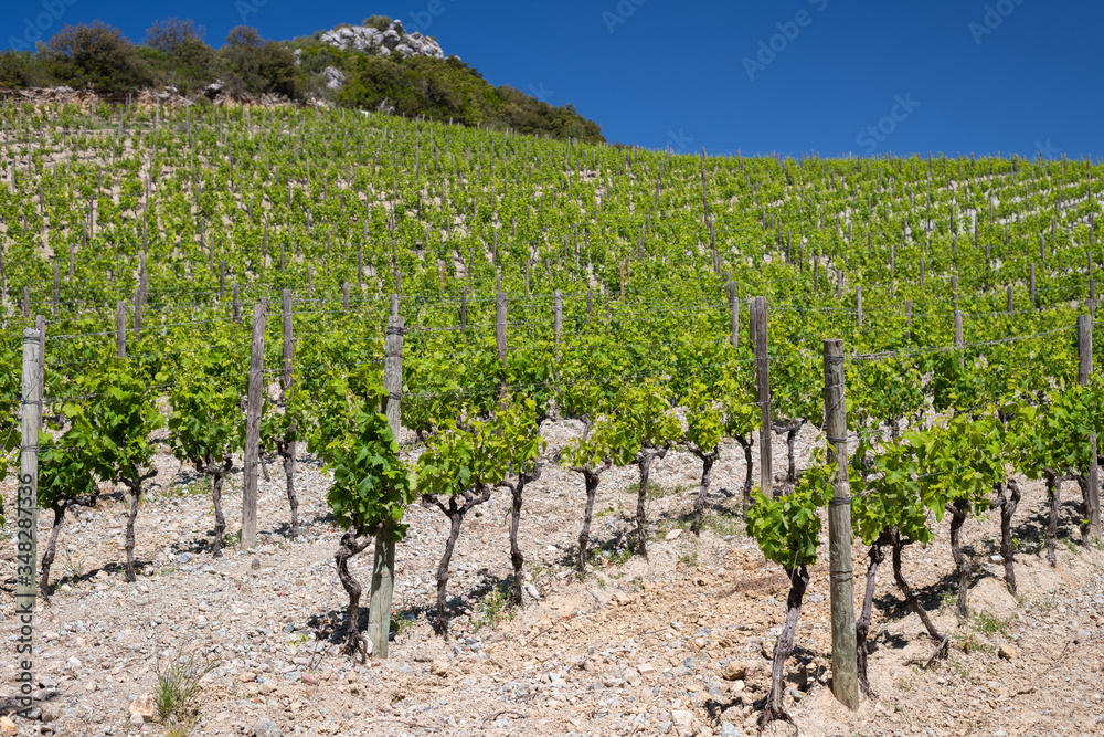 Grapes and Vineyards in the beautiful countryside of Patrimonio, popular Wine tourism destination of Corsica, France