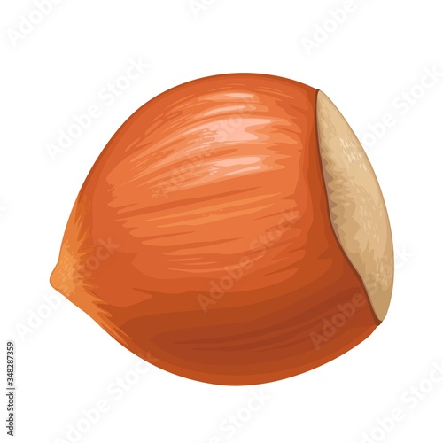 Closeup hazelnut in shell. Vector color realistic icon.