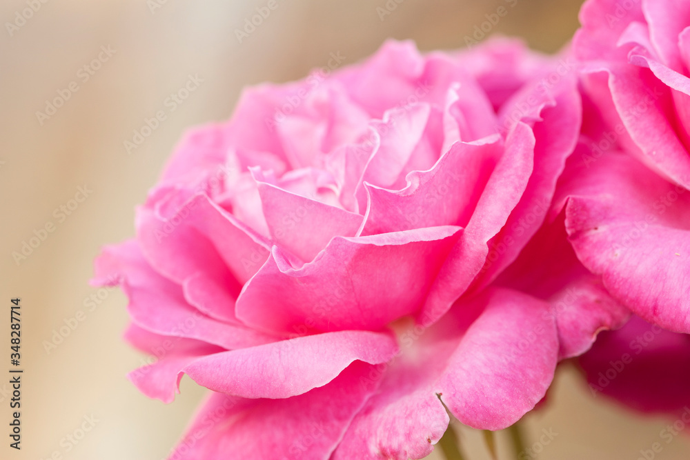 close up of pink rose petals. Selective focus. Abstract blurred Flowers background
