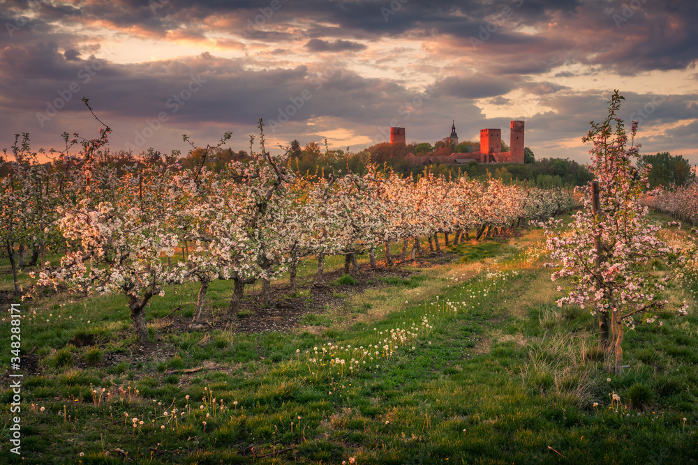 Castle and blooming apple trees in Czersk, Poland