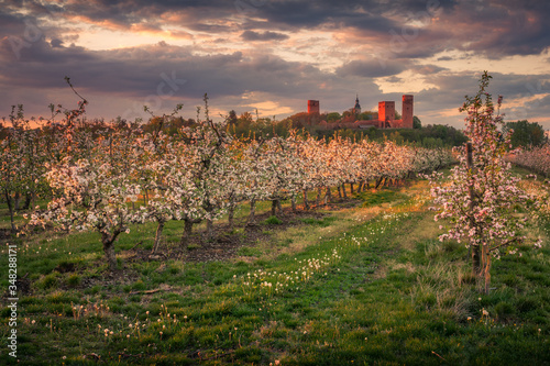 Obraz na płótnie Castle and blooming apple trees in Czersk, Poland w salonie