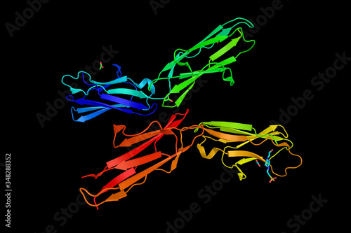 Tyrosine-protein kinase receptor TYRO3, an enzyme shown to interact with GAS6 and PIK3R1. 3d rendering