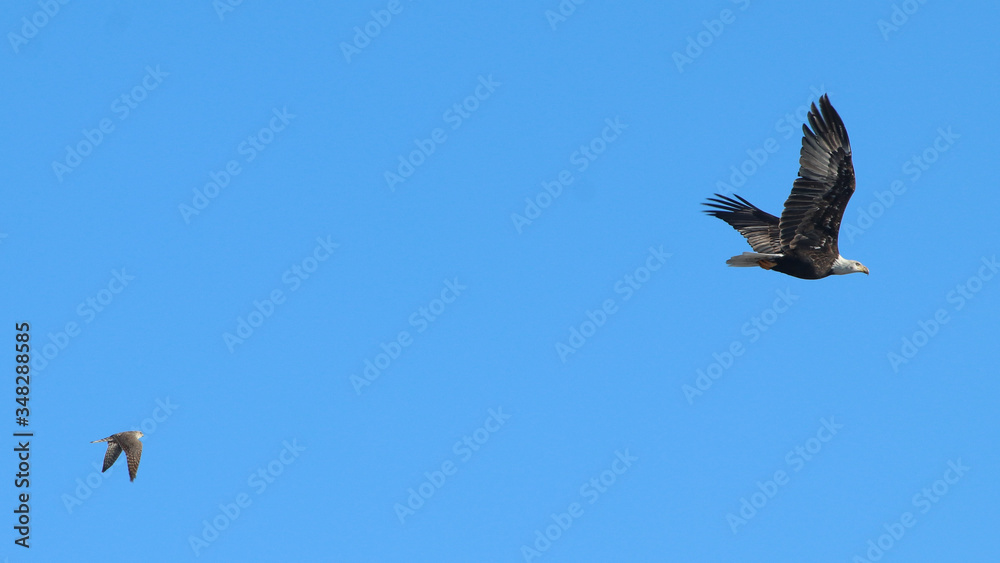 Fototapeta premium hawk chasing eagle