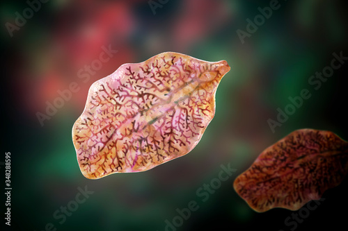 Fasciola hepatica, or liver fluke photo