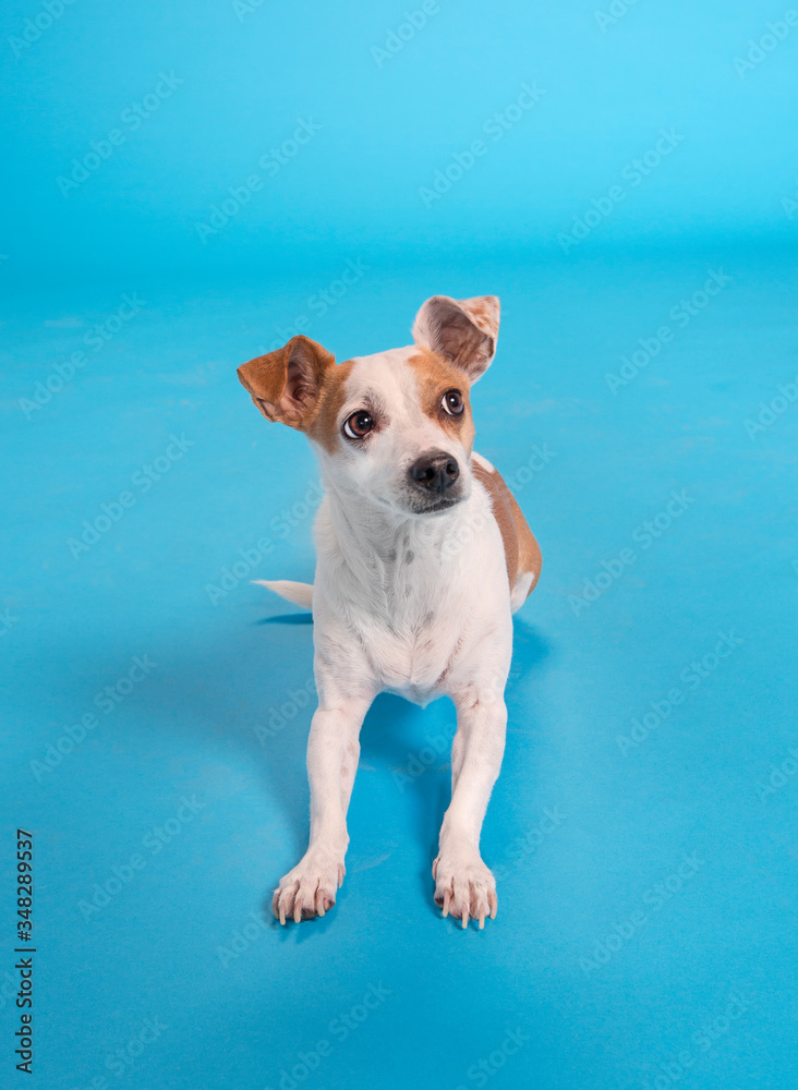 Jack Russell Terrier Portrait