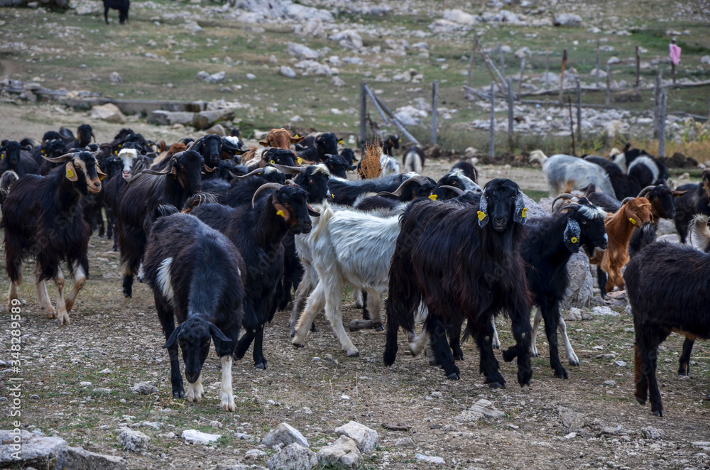 A herd of goats grazing on the field. Animals spent with pastures, in the Turkish valley