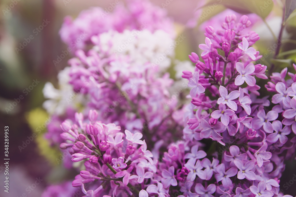 Spring flowers of lilac. A bouquet of lilacs. Lilac in the garden.