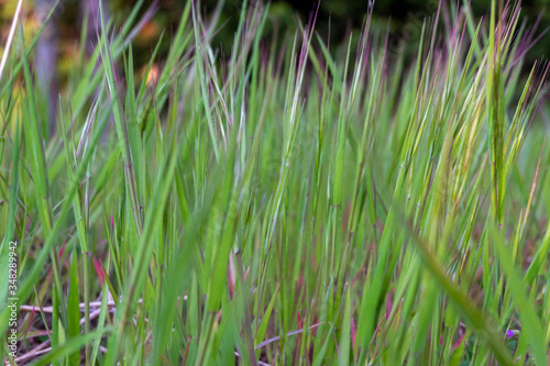 Grass in a grass field