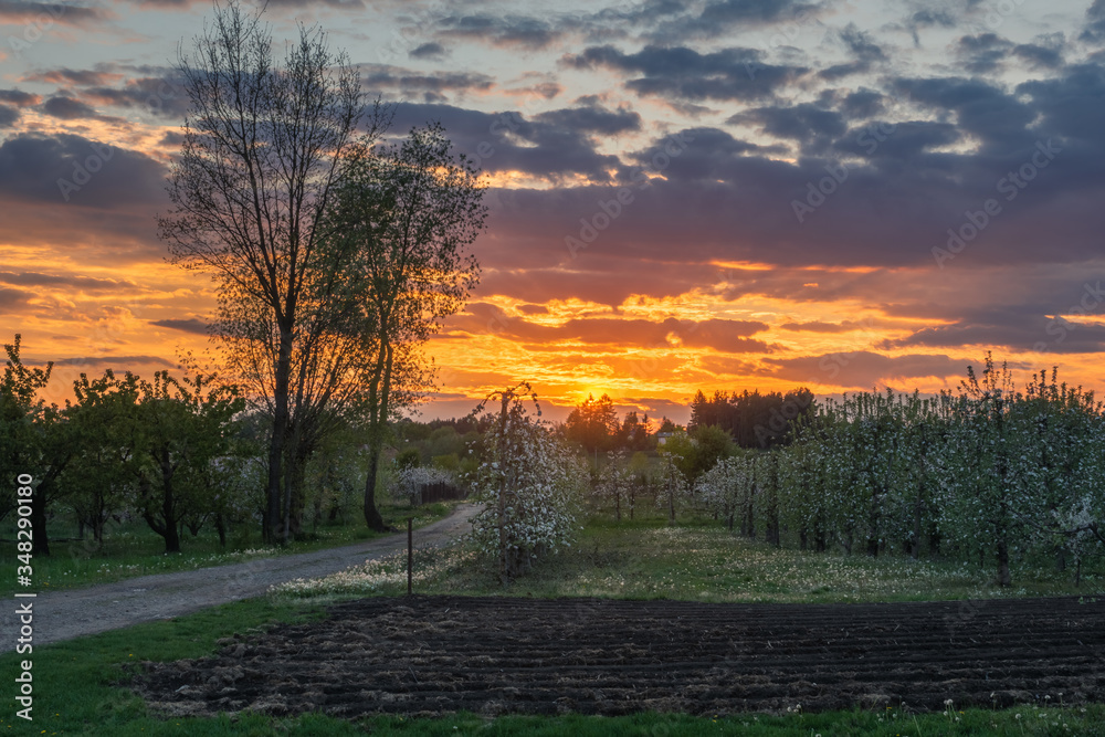 Blooming apple trees during sunset in Czersk, Poland