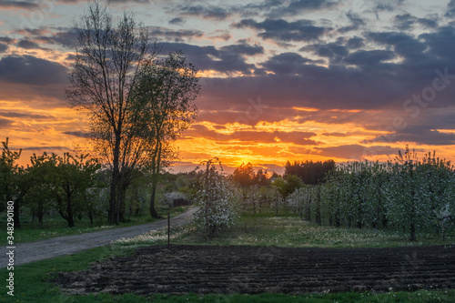 Obraz na płótnie Blooming apple trees during sunset in Czersk, Poland w salonie