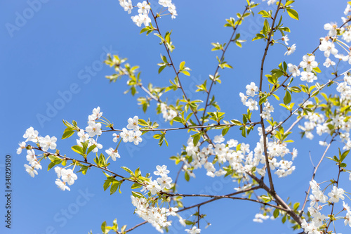 Blooming cherry on a background of blue sky. White flowers on a blue background close-up.Spring blooming sakura cherry flowers branch..