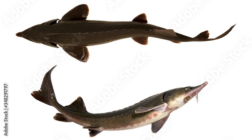 Sturgeon fish isolated on white background. Two fishes