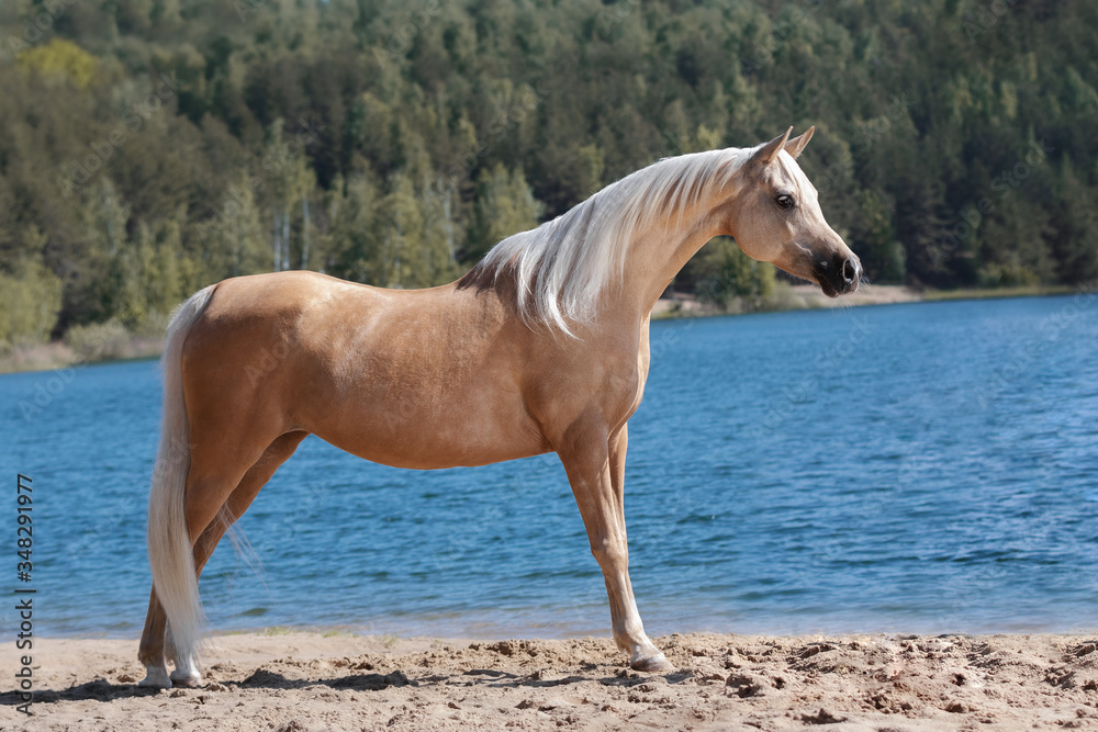 Arabian horse with a long mane stands near blue water on summer background, profile side view