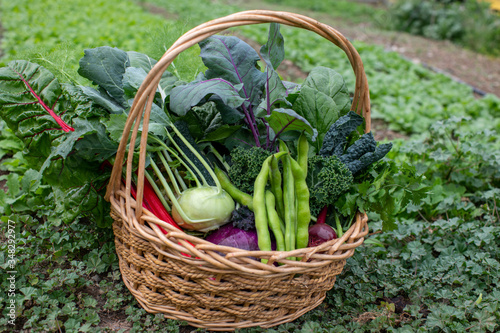 fresh and natural vegetables in a basket