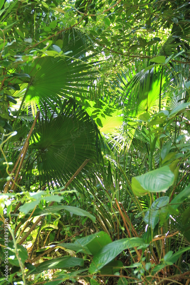 Obraz premium naruraleza bosque verde 