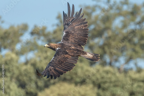 Iberian imperial eagle in flight photo