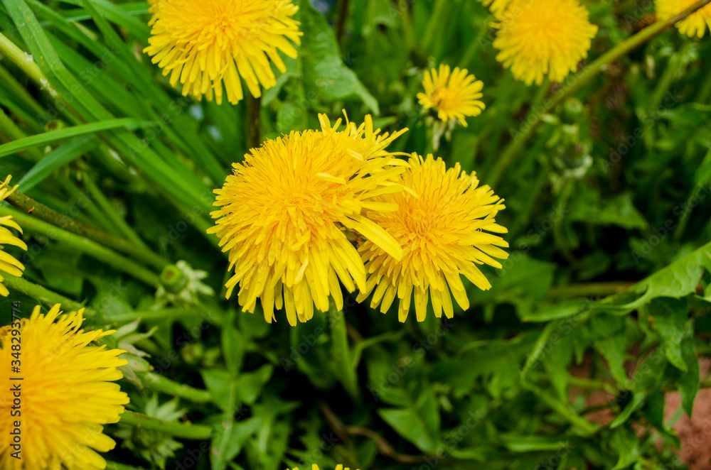 beautiful flowers dandelions beautiful flowers dandelions
