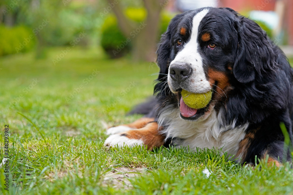 Bernese Mountain Dog lying on the grass, tennis ball in his mouth. 