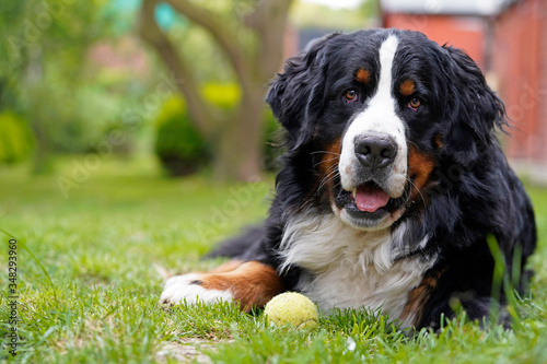 Bernese Mountain Dog lying on the grass in the garden, tennis ball next to him.  © Kriste