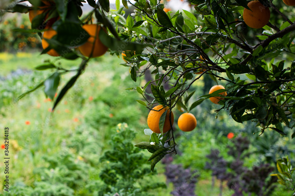 eological agriculture orchard