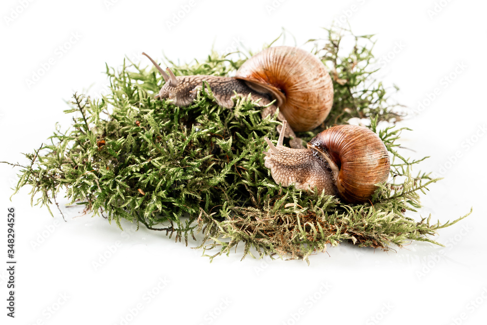Obraz premium Garden snail isolated on white Helix Pomatia Snail with brown striped shell space for text
