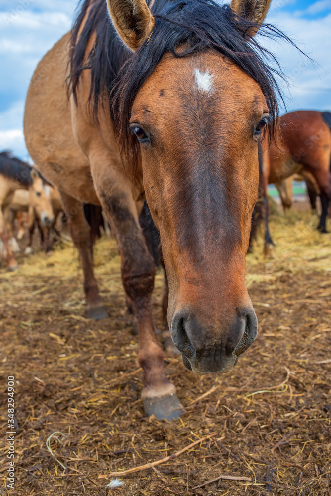 Obraz premium Village horses stand in the barnyard. Photographed close-up.