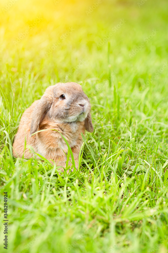 Holland fold rabbit is sitting on a green lawn. Holland Lop. A sheep rabbit breed is sitting on the grass at sunset. Holland fold rabbit is sitting on a green lawn. Holland Lop. A sheep rabbit breed is sitting on the grass at sunset.