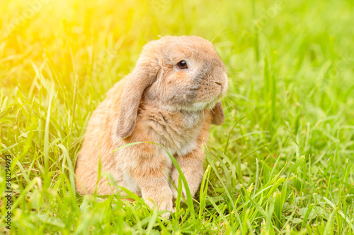 Holland fold rabbit is sitting on a green lawn. Holland Lop. A sheep rabbit breed is sitting on the grass at sunset.