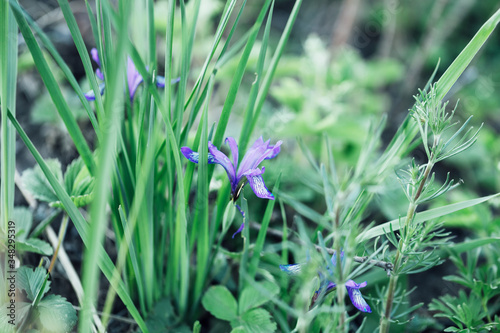 Beautiful purple irises  the first May flowers  the awakening of nature