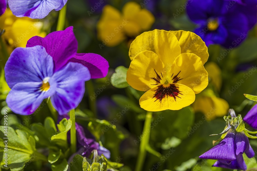 Close up view of flowers pansies isolated on background. Gorgeous nature backgrounds. Close up view of flowers pansies isolated on background. Gorgeous nature backgrounds.