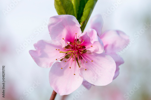 close up of pink Nectarine blossom
