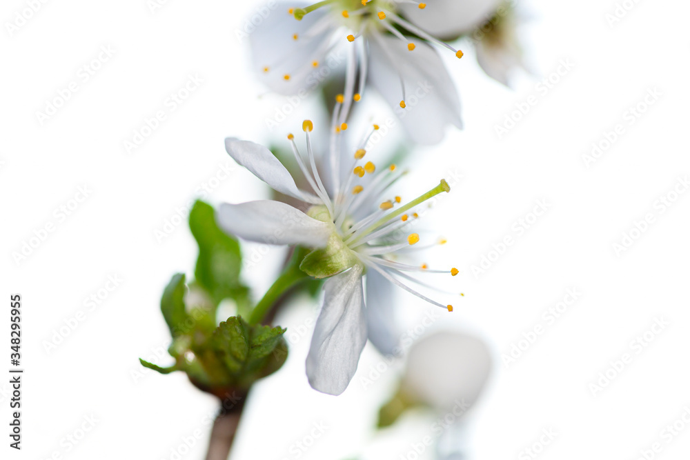 Obraz premium A branch of blooming cherry. White flowers of a cherry.