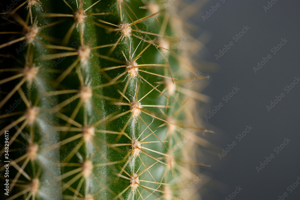 Green cactus with many thorns. Green cactus with many thorns.
