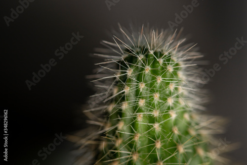 Green cactus with many thorns.