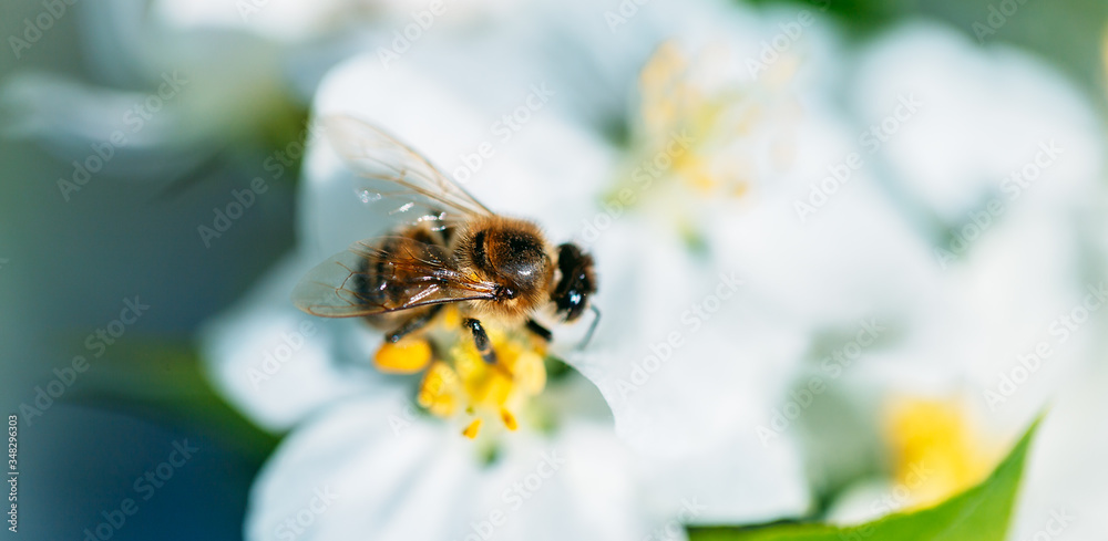Wild bee collects nectar from blooming flowers in the open air on a sunny day, pollination of flowers Wild bee collects nectar from blooming flowers in the open air on a sunny day, pollination of flowers