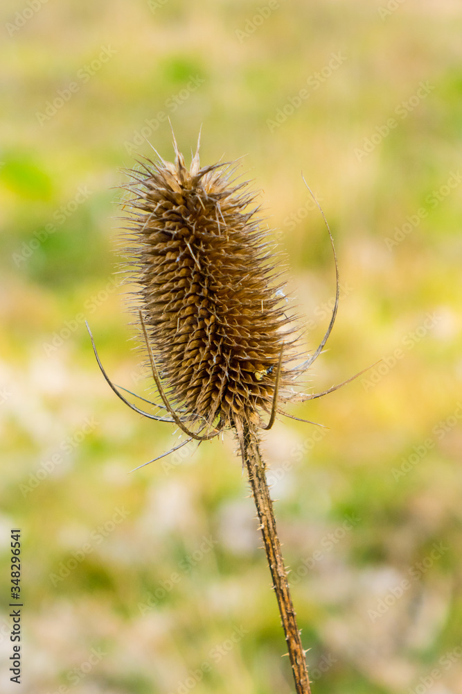 Single seed head or comb of wild teasel or fuller's teasel