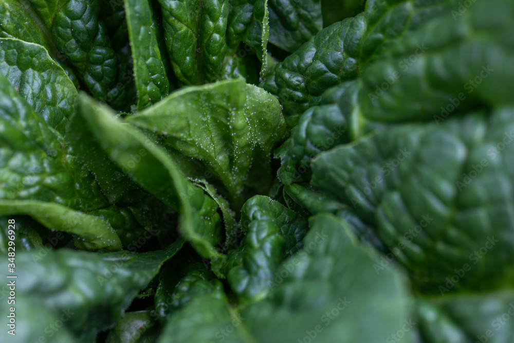 fresh spinach pick in a bio orchard fresh spinach pick in a bio orchard