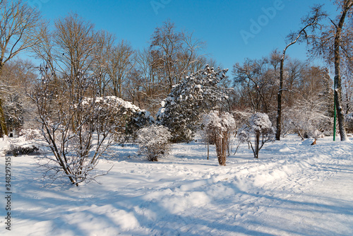 Wallpaper Mural The winter's tale in the spruce Park Torontodigital.ca