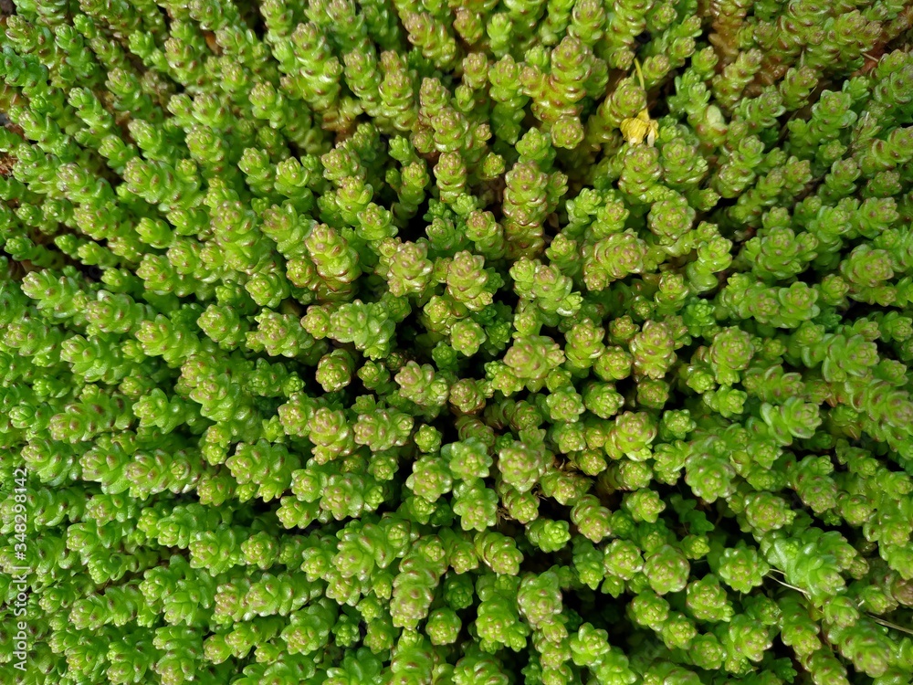 green stonecrop close-up. ground cover succulent. mobile photo with selective focus green stonecrop close-up. ground cover succulent. mobile photo with selective focus