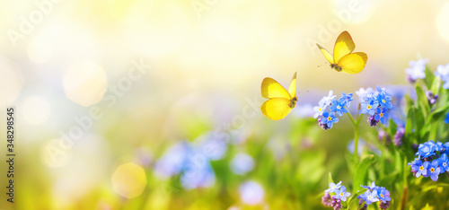 Fototapeta Naklejka Na Ścianę i Meble -  Beautiful summer or spring meadow with blue flowers of forget-me-nots and two flying butterflies. Wild nature landscape.