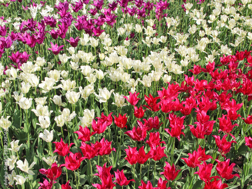 lilac red and white tulips on flower bed in city. Springtime garden