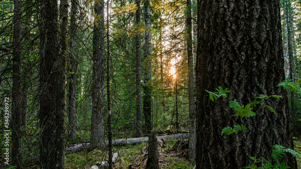 Obraz premium Beautiful Russian Siberian wild forest