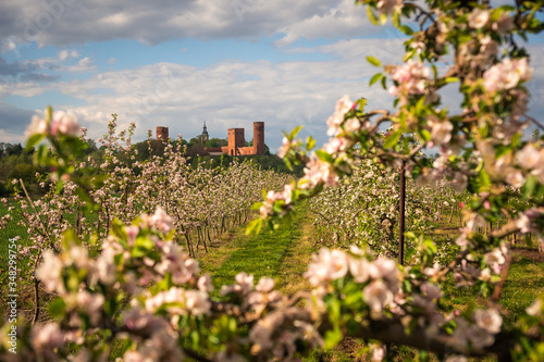 Obraz na płótnie Castle and blooming apple trees in Czersk, Poland w salonie