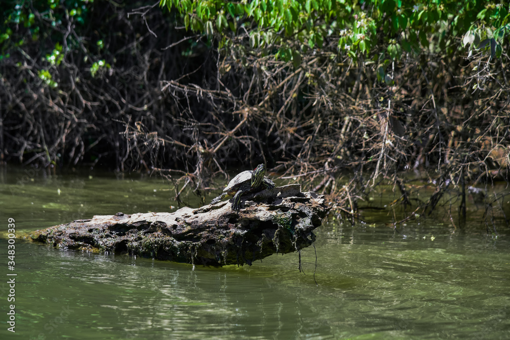 Pond Slider Turtle on Log While Paddling the Tennessee River in Knoxville, TN Pond Slider Turtle on Log While Paddling the Tennessee River in Knoxville, TN