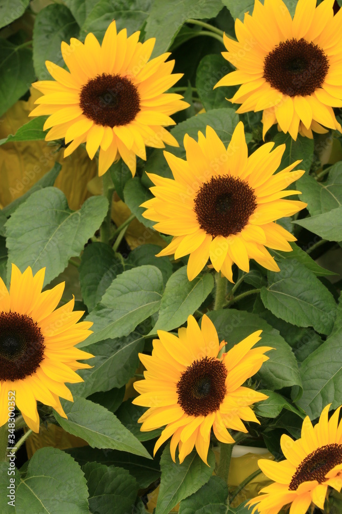 Miniature Sunflowers